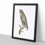Least Horned Owl by George Shaw - Framed Print-55617594-55617596
