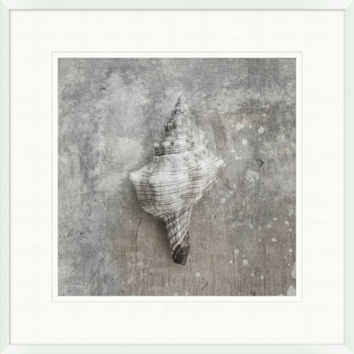 Distressed Sea Shell 5 Print
