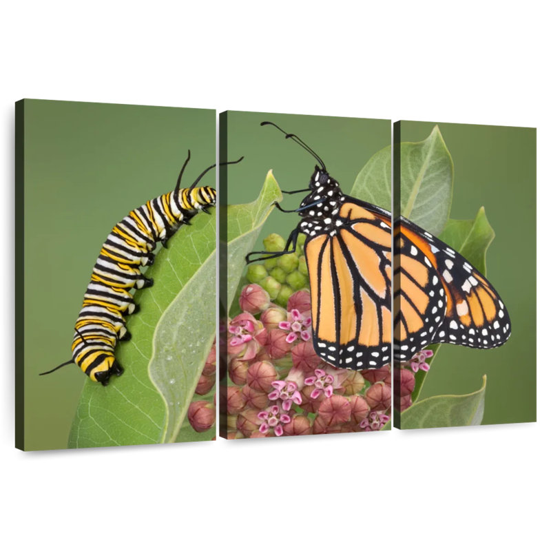 Milkweed Monarch And Caterpillar
