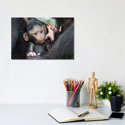 Black Crested Macaque Baby Sucking Toe by Mogens Trolle - Wrapped Canvas Gallery-Wrapped Canvas Giclée