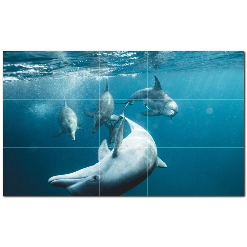 Dauphin photo 6 x 6