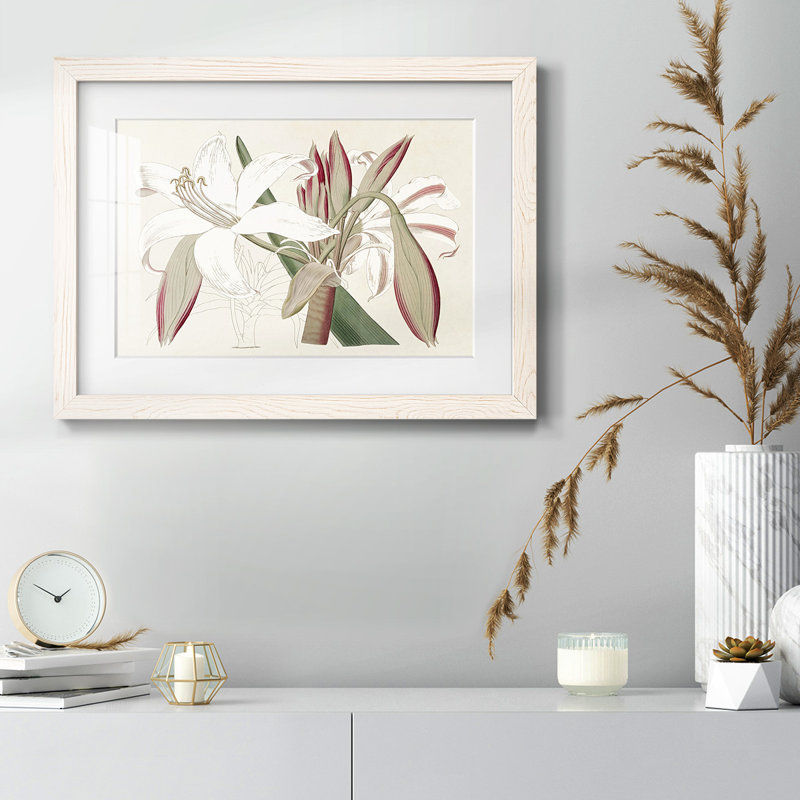 Amaryllis Varietals II, reproduction d'art encadrée, Blanc, H 28 po x l 42 po x P 1,5 po