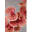 Fiori Orchid Arrangement