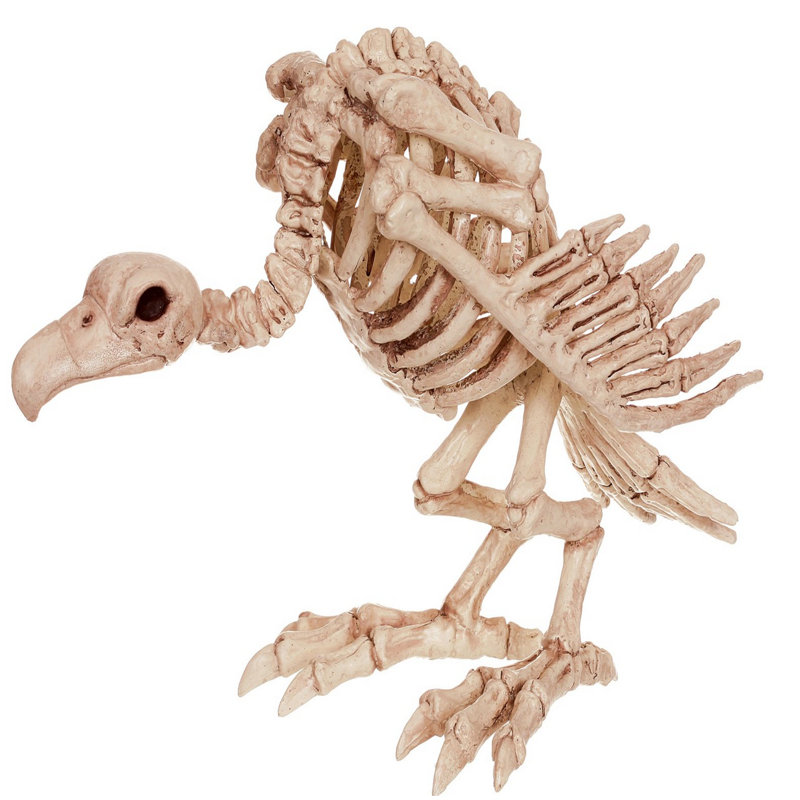 Skeleton Vulture
