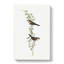 Black-Rumped Finch Birds by Elizabeth Gould - Wrapped Canvas Painting-55370718