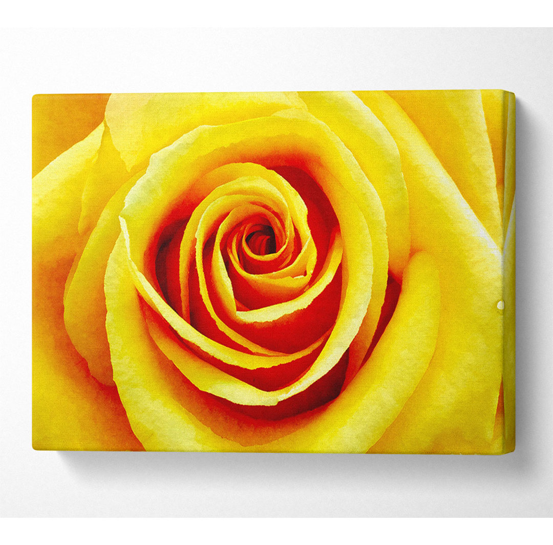 Goldene Rose Close-Up - Leinwanddrucke im Wrapped Format