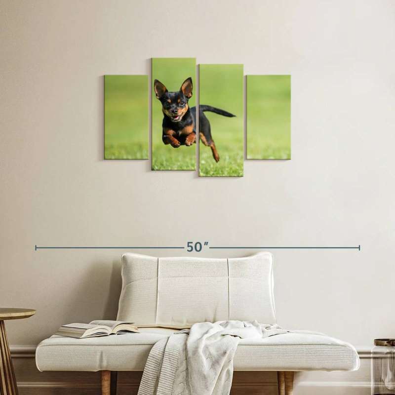 Chihuahua Sprint Brampt, H 22 po x l 36 po
