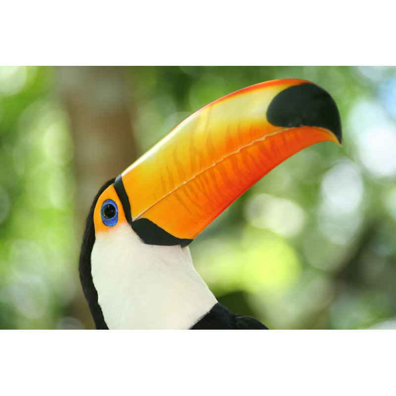 Head Of A Toucan by Grafissimo - Wrapped Canvas Print, 30cm H x 46cm W x 3.8cm D