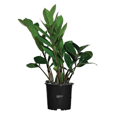 Nature's Way Farms ZZ Live Plant Tall in Growers Pot