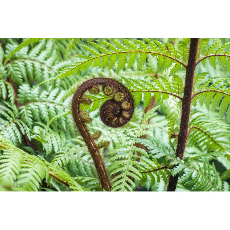 Koru Frond - Photographie sur toile tendue, H 32 po x l 48 po