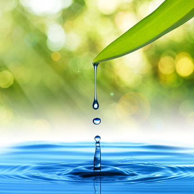 Water Drop from Green Leaf - Photographie sur toile tendue