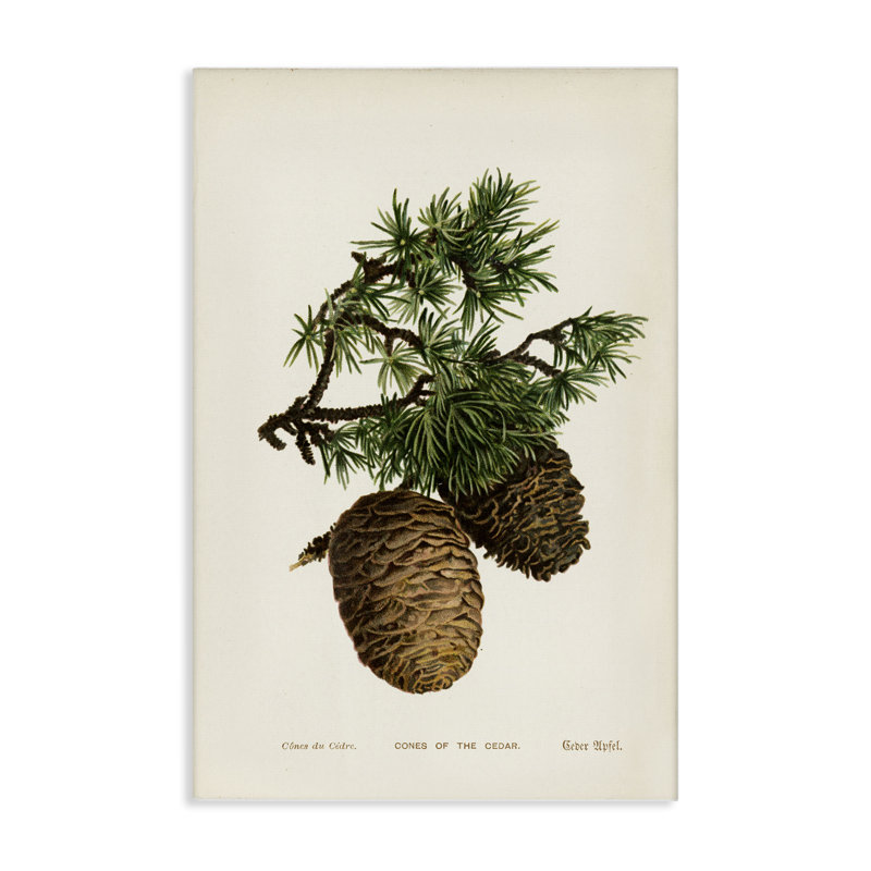  «Cedar Tree Pinecones», art mural sur toile par Tina Higgins Designs, Inc., H 24 po x l 16 po