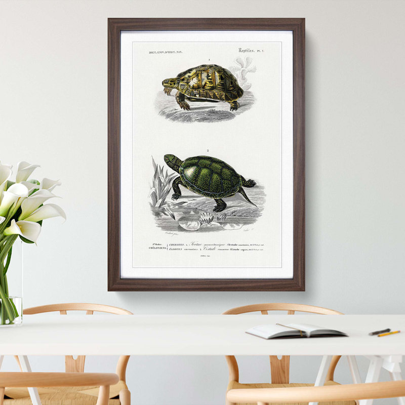 Tortoise & Turtle Illustrations PL. 1 by Charles d' Orbigny - Picture Frame Painting Print, 65cm H x 48cm W x 2cm D