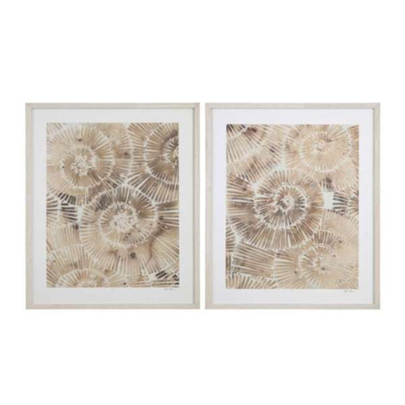Fossil Nautilus I, reproduction encadrée