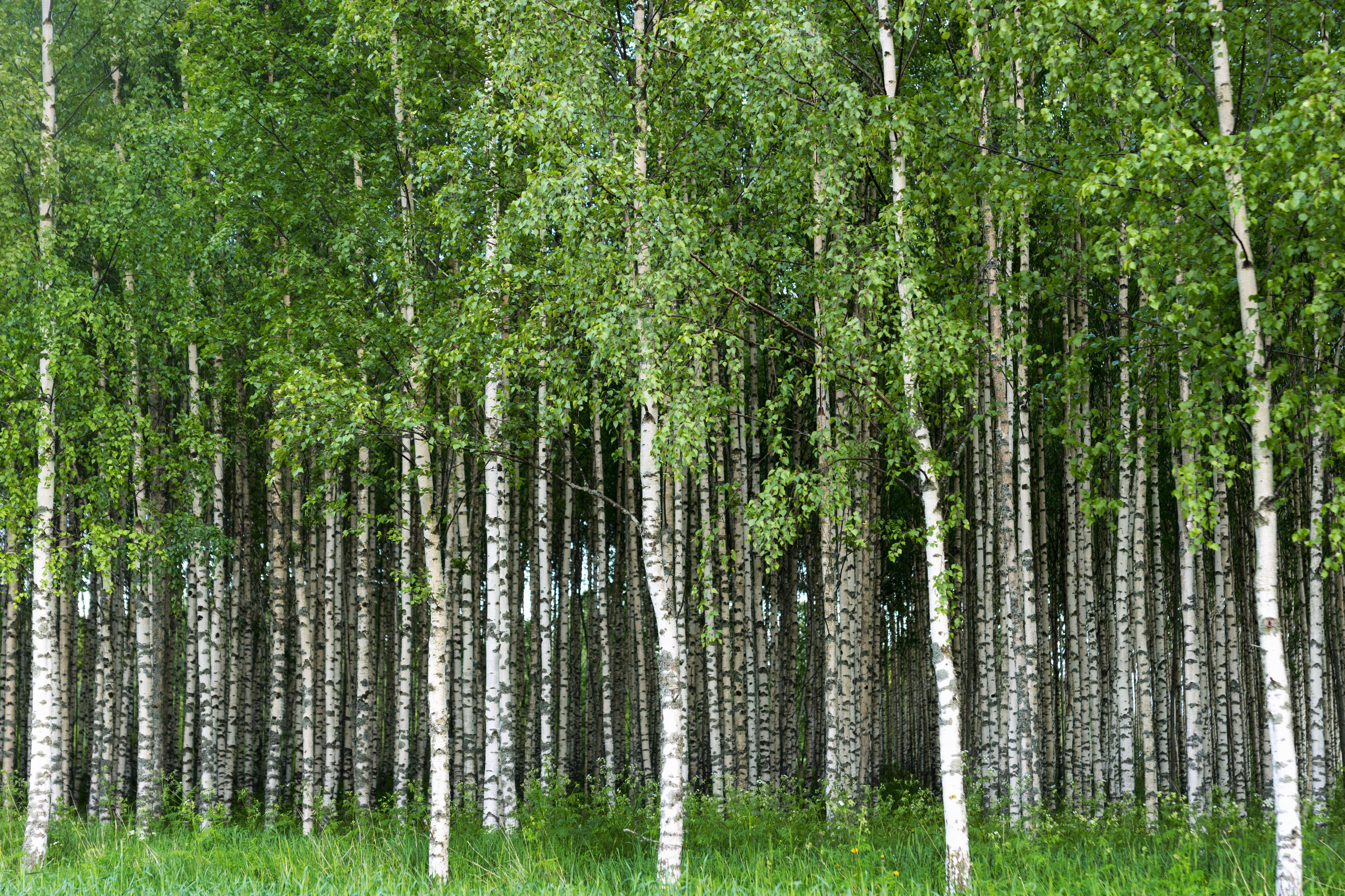 Alpen Home Birch Trees by Pinkbadger - Wrapped Canvas Photograph ...