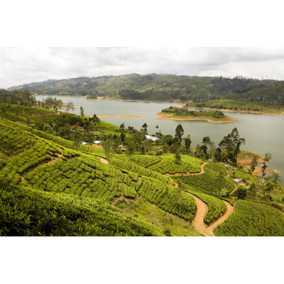 Organic tea crop plantation sri lanka