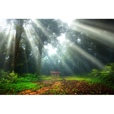 Forêt avec les rayons du soleil - Photographie sur toile tendue