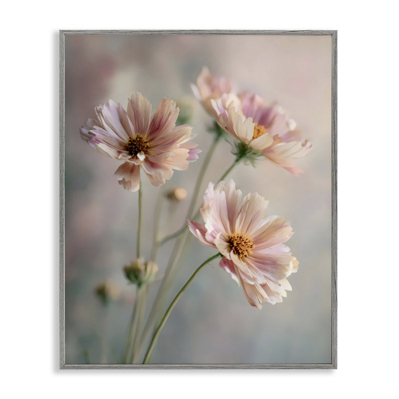 Gros plan de marguerites roses, estampe numérique, design par Franklyn Gregory, 14 x 11, Farmhouse Grey Giclee Framed