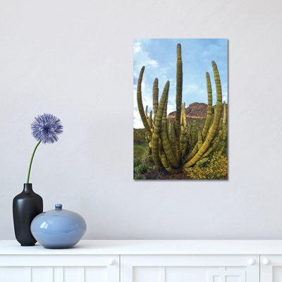 Organ Pipe Cactus, Organ Pipe Cactus National Monument, Sonoran Desert, Arizona I by Tim Fitzharris - Wrapped Canvas Print