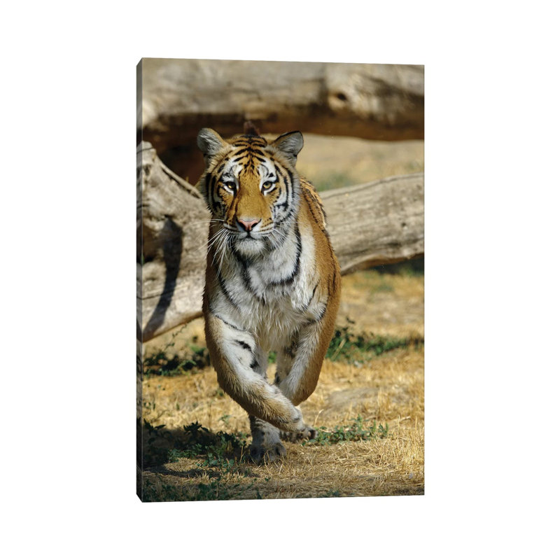 Tiger IV by Goran Anastasovski - Wrapped Canvas Print, 66.04 cm H x 45.72 cm W x 1.91 cm D