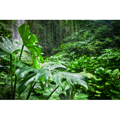 Cheese Plant by Tomml