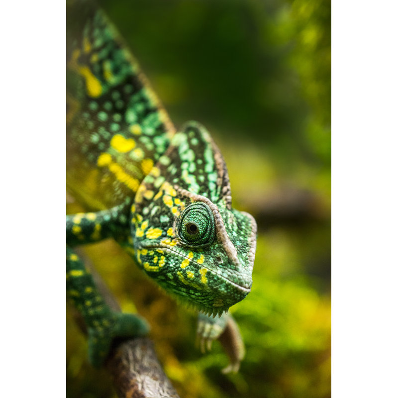 Chameleon On Tree - Wrapped Canvas Print, 30cm H x 20cm W x 3.8cm D