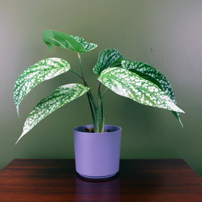 Artificial Spotted Leaf Plant in Plastic Planter
