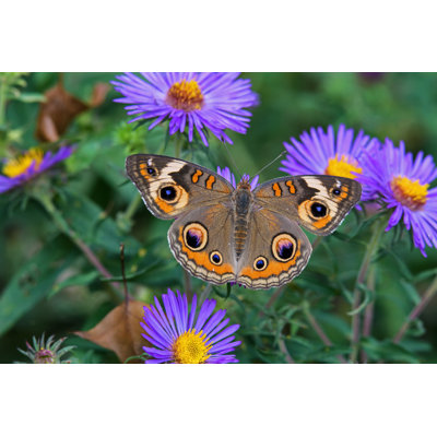 Buckeye Butterfly - Wrapped Canvas Print