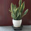 Steen Caddy-956284639-956283060