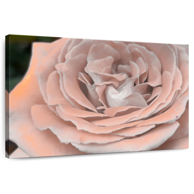 Harnek Soft Petal Rose, 32" H x 48" W