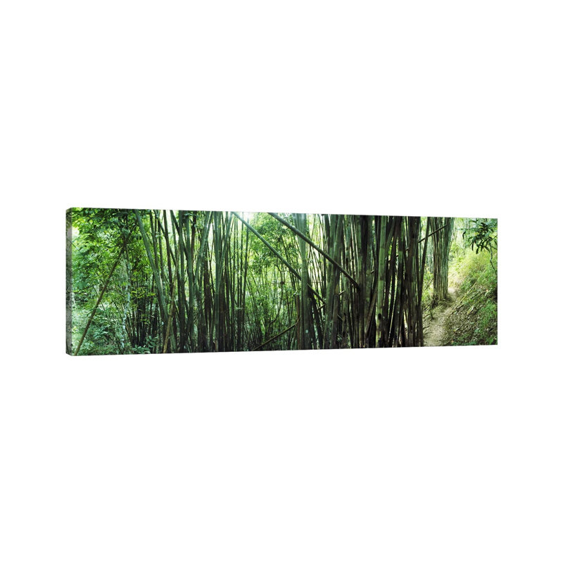 Bamboo Forest, Chiang Mai, Thailand #3 - Wrapped Canvas Panoramic Print, 30.48 cm H x 91.44 cm W x 1.91 cm D
