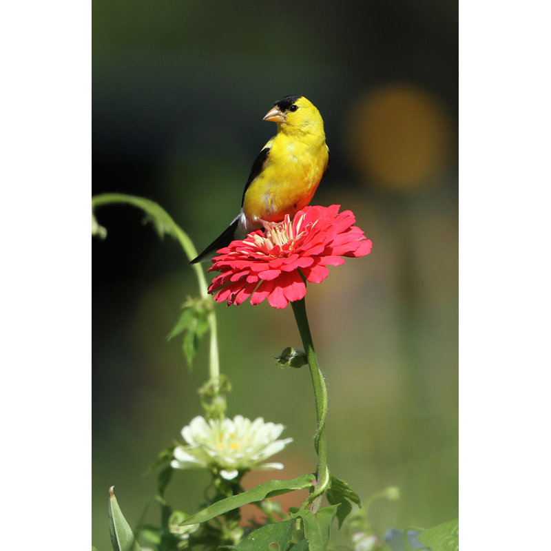 Chardonneret sur Zinnia par Cjmckendry, H 30 po x l 20 po