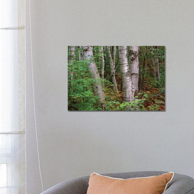 Birch Forest, Pictured Rocks National Lakeshore, Michigan 1 Piece Wrapped Canvas Wall Art