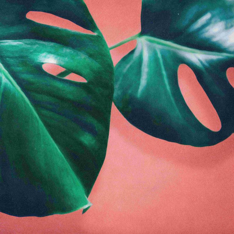 Monstera 2 - impression, H 12 po x l 12 po, Non, Toile tendue