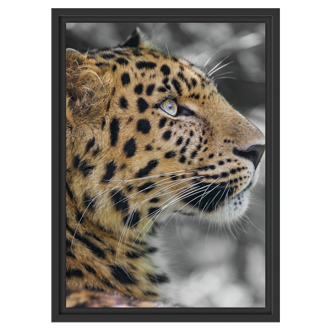 Gerahmtes Wandbild Leopard ruhtSchatten