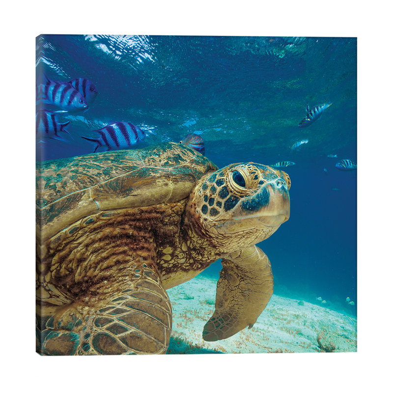 Green Sea Turtle, Balicasag Island, Philippines by Tim Fitzharris - Wrapped Canvas Print, 45.72 cm H x 45.72 cm W x 1.91 cm D