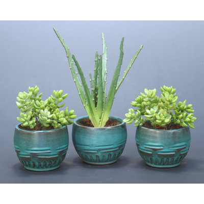 5 " H Faux Succulent Plant in Earthenware Pot