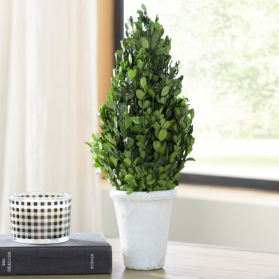 Rizal Boxwood Topiary in Stone Pot