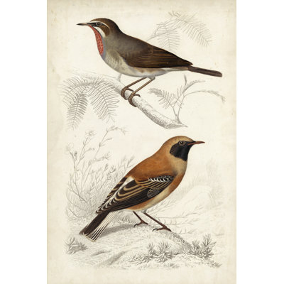 D'Orbigny Birds VI 1 Piece Painting on Canvas