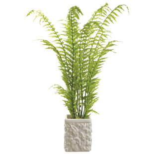 55'' Fern Plant in Stone Pot