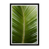 Tropical Palm Framed Photographic Print