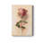 " Painterly Rose Study I "-517489121