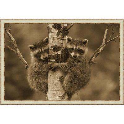 « raton laveur two bébés », reproduction de photo encadrée