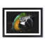 Yellow and Green Macaw Parrot - Framed Print-56841882-56841883