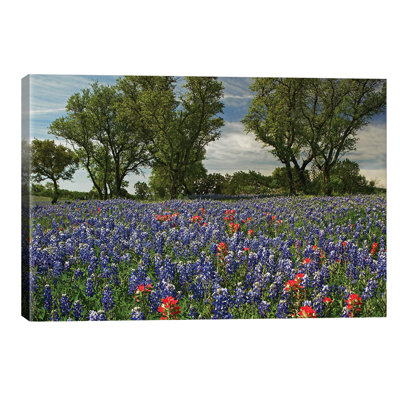 Sand Bluebonnet And Indian Paintbrush Flowers In Bloom, Hill Country, Texas 1 Piece Wrapped Canvas Wall Art