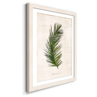Palm Botanical II - Reproduction d'art graphique sur papier encadré