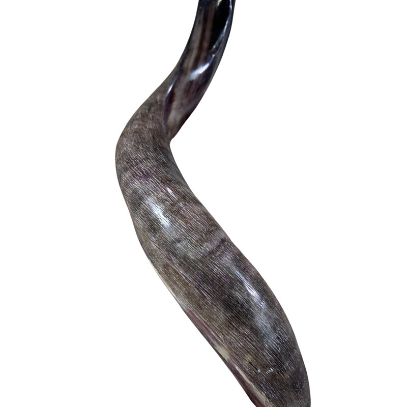 Kudu Yemenite Shofar Half Polished XXL (45" long around curls)