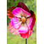 Jeu de jardin fleur Manos