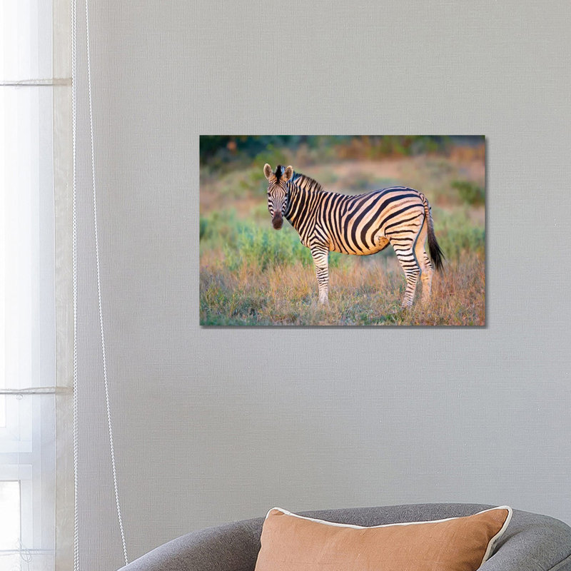 Zebra Stallion Kruger by Mogens Trolle - Wrapped Canvas Print, 66.04 cm H x 45.72 cm W x 1.91 cm D