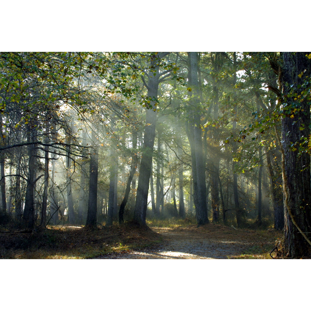 Walk In The Woods von Cjmckendry - Druck ohne Rahmen auf Leinwand